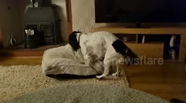 Jax the Springer Spaniel really really loves his bed - literally!