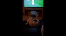 Jax the Springer Spaniel rhythmically scratches an itch whilst wearing his cone.