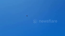 A bat skilfully flying around in broad daylight. Just missing trees and houses.