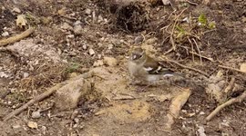 A bird came to visit me whilst I was fishing, I thought it was only fair that I shared some maggots with her.