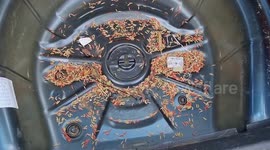 Spilt a pint of maggots in my car, found the majority of them in my wheel well!