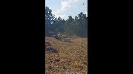 Bearded vulture and fox engage in fierce battle to determine who gets to devour horse carcass