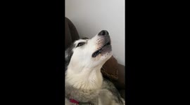 Our Alaskan malamute Sled Dogs Celebrate World Cup Semi Final Goal for England