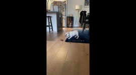 French Bulldog puppy barks at inanimate objects, including a plant