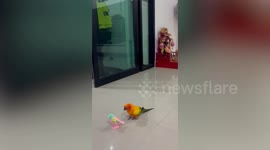Pet parrot baffled by wind-up clockwork bird toys
