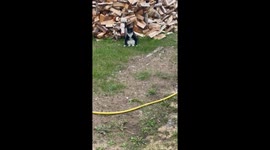 Mustachioed Cat Sits Like Human
