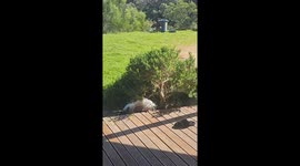Rooster Pretends He's Dead