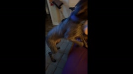 Dog Wants Another Meal
