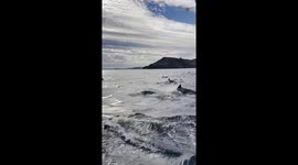 Adventurer cherishes beauty of nature following breathtaking encounter with megapod of dolphins