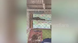 Large python snake caught inside Buddhist monk's cat cage