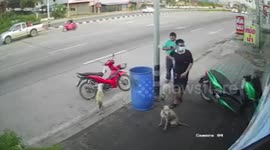 Cheeky stray dog steals plastic bag with food hanging from motorcycle