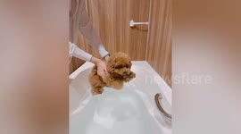 Adorable brown toy Poodle dog paddles while being carried above bathtub