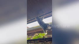 'Spider Cat' climbs across window mesh net