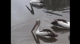 Pelicans trying to eat turtles without much success