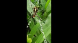 Garden Spider Wraps Prey In Silk