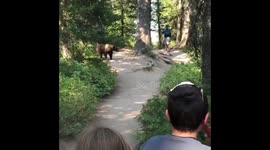 Hikers Have Close Encounter With Mama Bear and Cubs