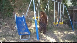 Black Bear Loves To Swing