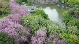 Ancient tree protection turns China's Liuzhou into eco-friendly tourist attraction