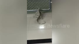 Wild monitor scurries through office canteen in Thailand