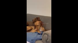 Dog Chews on Buddy's Ear
