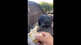 Sharing a Sandwich With a Friendly Crow