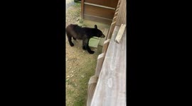 She Just Wants To Pet The Bear