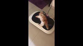 Massager Shakes Kitten