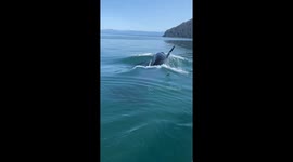 Orca Approaches Fishing Boat