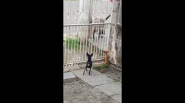 Tiny Dogs Chase Big Dog