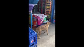 Stray Dog Sneaks a Snack