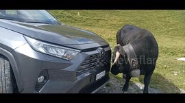 Cow obsessed with dirty car licks it clean