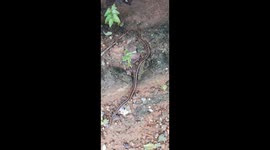 Garter snake slowly ruining on the garden in India . Animal life