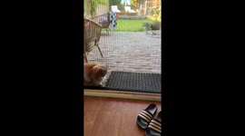 Persian Cat Confused By Open Door
