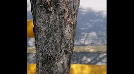 Caterpillar is the King of Camouflage