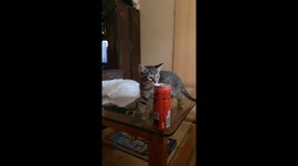 Kitten Is Not Spatially Aware