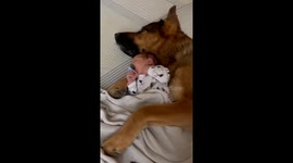 Dog and Baby Nap Together