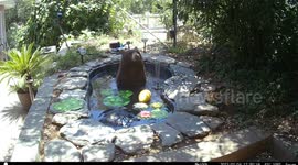 Bear Plays With Fountain In Backyard Pond