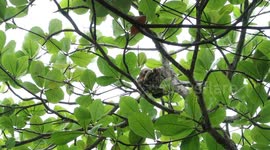 A sloth sweetly sleeps and chills on a branch above the caribbean coast of costa rica - Puerto Viejo