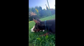 Spitz Won't Share Food With Doberman