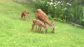 Fawn Zoomies In Oregon Backyard