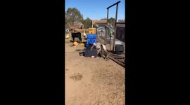 Naughty Turkey Takes Advantage