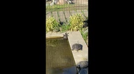 Turtle Tried His Best