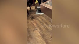 Huge RAT spotted in coffee shop in famously clean and polite Japan