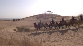 Fixed filming of the walking process of the desert camel team in Huangsha Wetland Park, Yinchuan City, Ningxia Hui Autonomous Region.