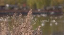 Fixed shooting of reeds and egrets in Beitahu Park, Yinchuan City, Ningxia Hui Autonomous Region.