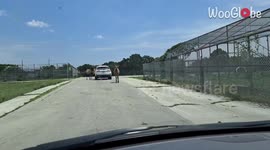 Wild horse almost gets inside the car trying to take food from passenger girl *Fun Video*