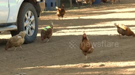 These chickens in Australia cross the road wearing fluorescent safety vests