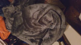 Paranormal demonic beings