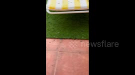 Ash rains down on local's garden as wildfires rip through Tenerife