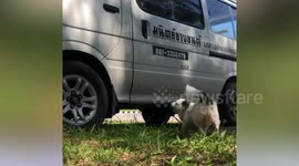 Helpful pet dog joins mechanic as he repairs car